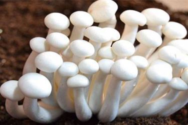 食用菌