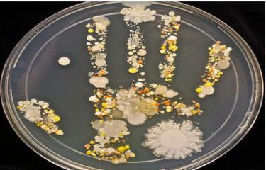 微生物菌种检测